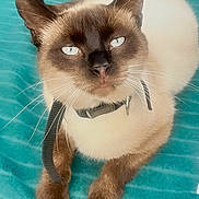 Mister Five participe au concours pour gagner de l'argent avec cette photo : cat, siamese_cat, pet, animal, feline, blue_eyes, collar, leash, whiskers, fur, close_up, portrait, indoor, resting, cute, paw, looking_up, texture, teal, relaxed
