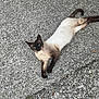 Mister Five participe au concours pour gagner de l'argent avec cette photo : siamese_cat, cat, pet, animal, feline, outdoor, concrete, texture, stretching, relaxing, looking, curious, paws, tail, fur, whiskers, ears, eyes, mammal, nature