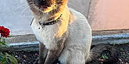 Mister Five a rejoint le concours — aidez-le/la à gagner de superbes lots ! cat, siamese_cat, blue_eyes, planter_box, flower, sunlight, outdoor, pet, animal, curious, sitting, feline, collar, whiskers, tail, garden, nature, closeup, portrait, daylight