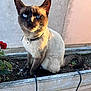 cat, siamese_cat, blue_eyes, planter_box, flower, sunlight, outdoor, pet, animal, curious, sitting, feline, collar, whiskers, tail, garden, nature, closeup, portrait, daylight