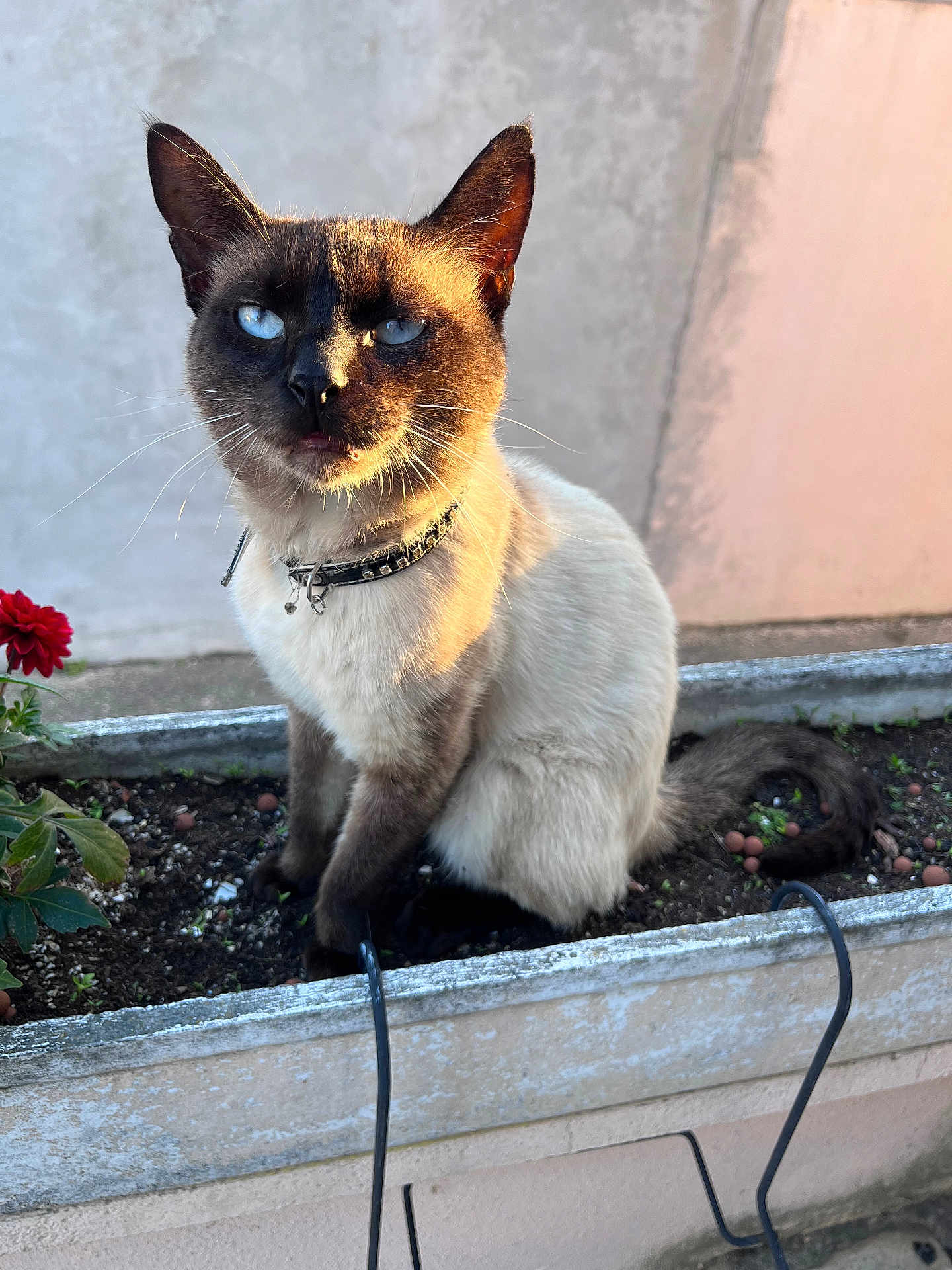 Mister Five a rejoint le concours — aidez-le/la à gagner de superbes lots ! cat, siamese_cat, blue_eyes, planter_box, flower, sunlight, outdoor, pet, animal, curious, sitting, feline, collar, whiskers, tail, garden, nature, closeup, portrait, daylight