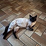Mister Five a rejoint le concours — aidez-le/la à gagner de superbes lots ! cat, siamese, animal, pet, floor, tile_floor, indoor, resting, fur, whiskers, ears, tail, paws, laying_down, brown, beige, black, pattern, quiet, calm