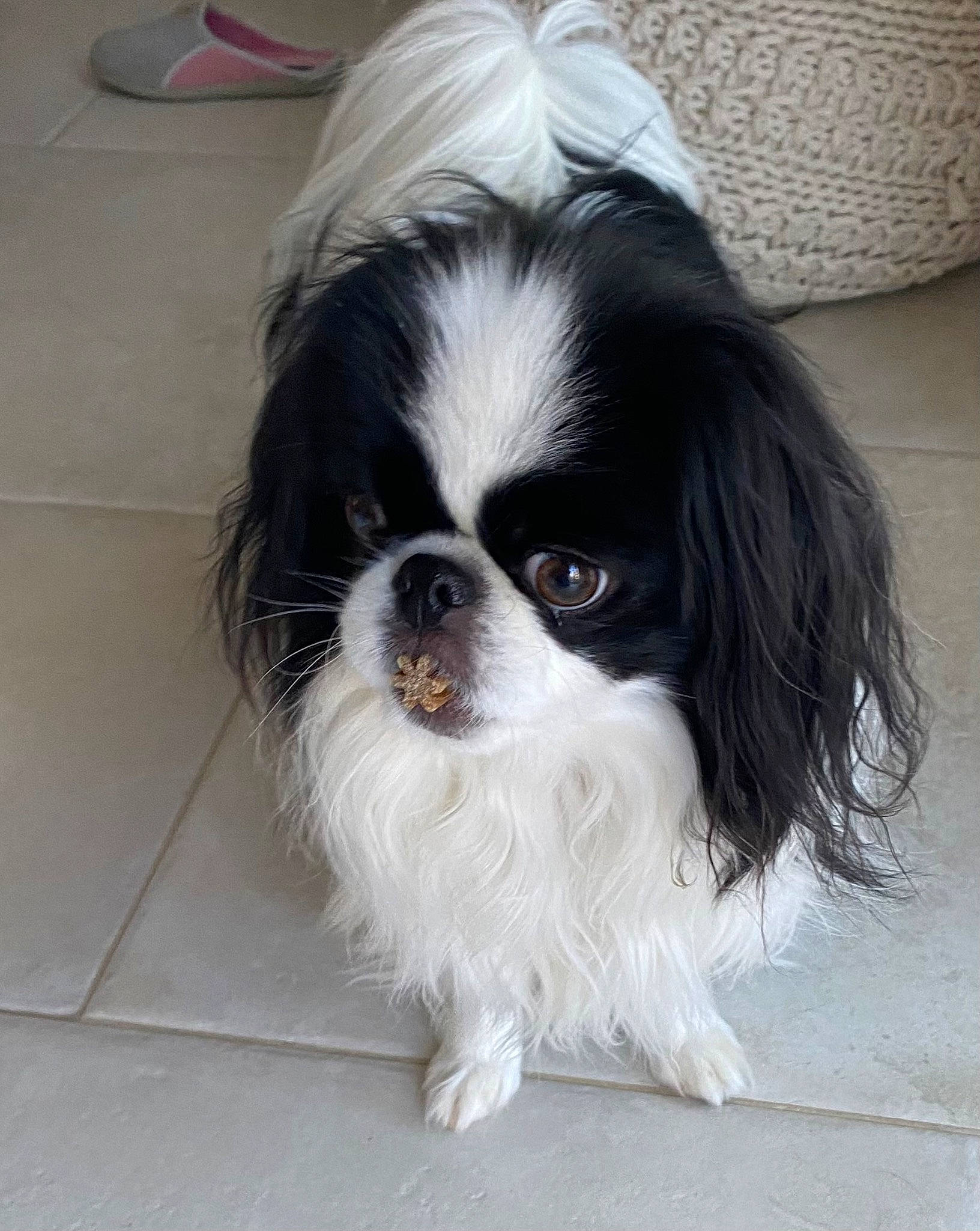 Post-it participe au concours pour gagner de l'argent avec cette photo : carnivore, companion_dog, dog, dog_breed, fur, grey, king_charles_spaniel, liver, snout, sporting_group, toy_dog, working_animal