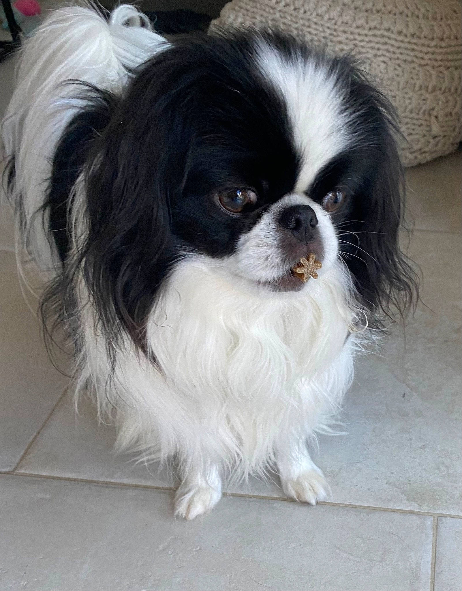 Post-it participe au concours pour gagner de l'argent avec cette photo : automotive_tire, canidae, carnivore, companion_dog, dog, dog_breed, door, fur, japanese_chin, king_charles_spaniel, liver, pekingese, rim, snout, sporting_group, terrestrial_animal, tibetan_spaniel, toy_dog, whiskers, working_animal
