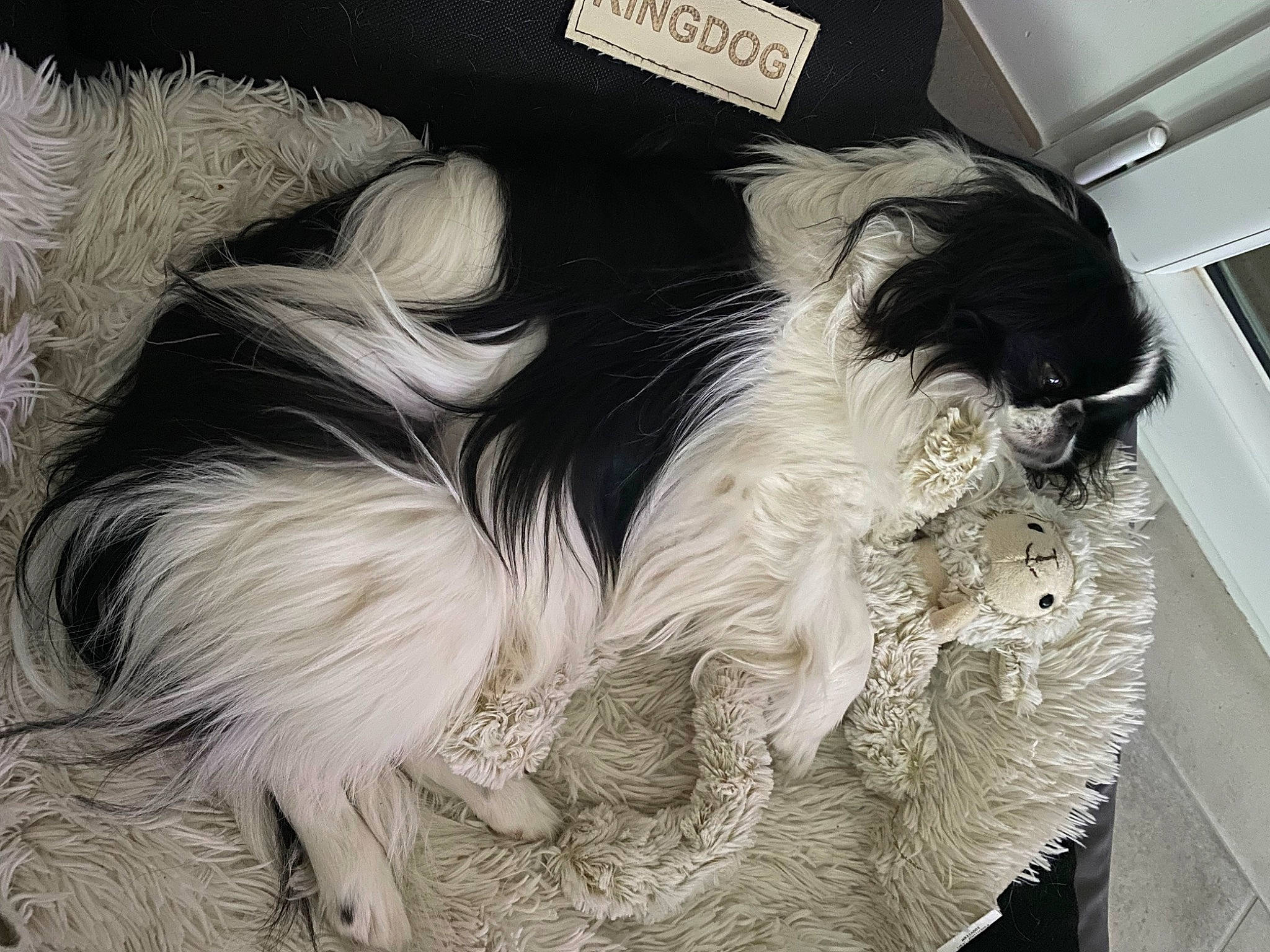 Post-it participe au concours pour gagner de l'argent avec cette photo : canidae, carnivore, comfort, companion_dog, dog, dog_breed, dog_supply, felidae, fur, hat, liver, pet_supply, small_to_medium_sized_cats, snout, sporting_group, tail, terrier, toy_dog, whiskers, working_animal