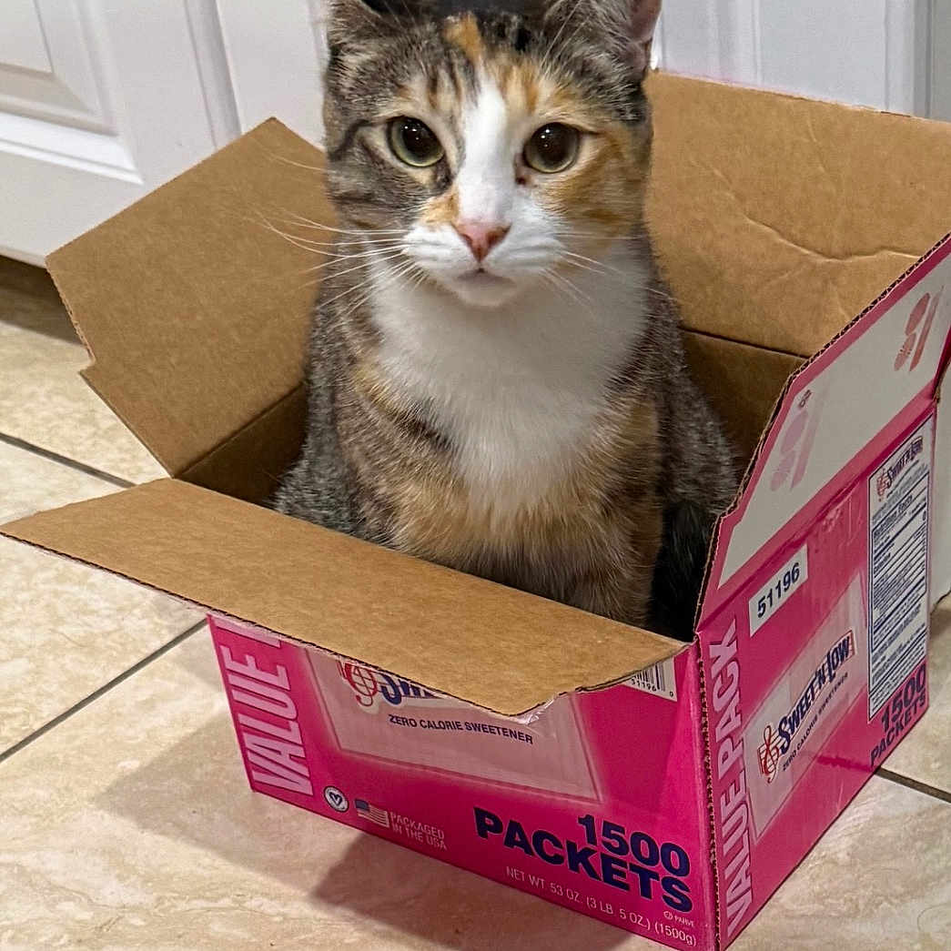 Tigerlilee joined the competition — help win amazing prizes! animal, box, brown, cabinet, cardboard_box, cat, closeup, container, curious, domestic, feline, floor, household, indoor, looking, orange, pet, sitting, tile_floor, white