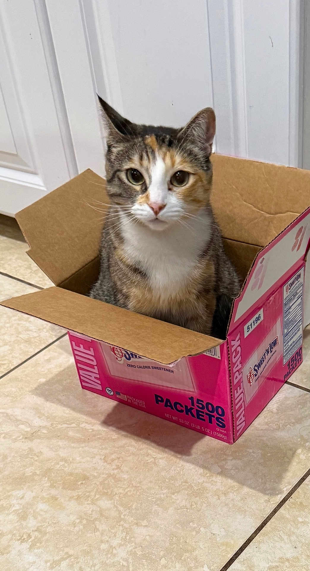 Tigerlilee joined the competition — help win amazing prizes! animal, box, brown, cabinet, cardboard_box, cat, closeup, container, curious, domestic, feline, floor, household, indoor, looking, orange, pet, sitting, tile_floor, white