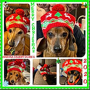 Arizona Desert Doxie'S joined the competition — help win amazing prizes! adaptation, canidae, carnivore, collage, collar, companion_dog, craft, creative_arts, dog, dog_breed, dog_supply, fawn, knit_cap, liver, organism, pet_supply, snout, sporting_group, vertebrate, working_animal