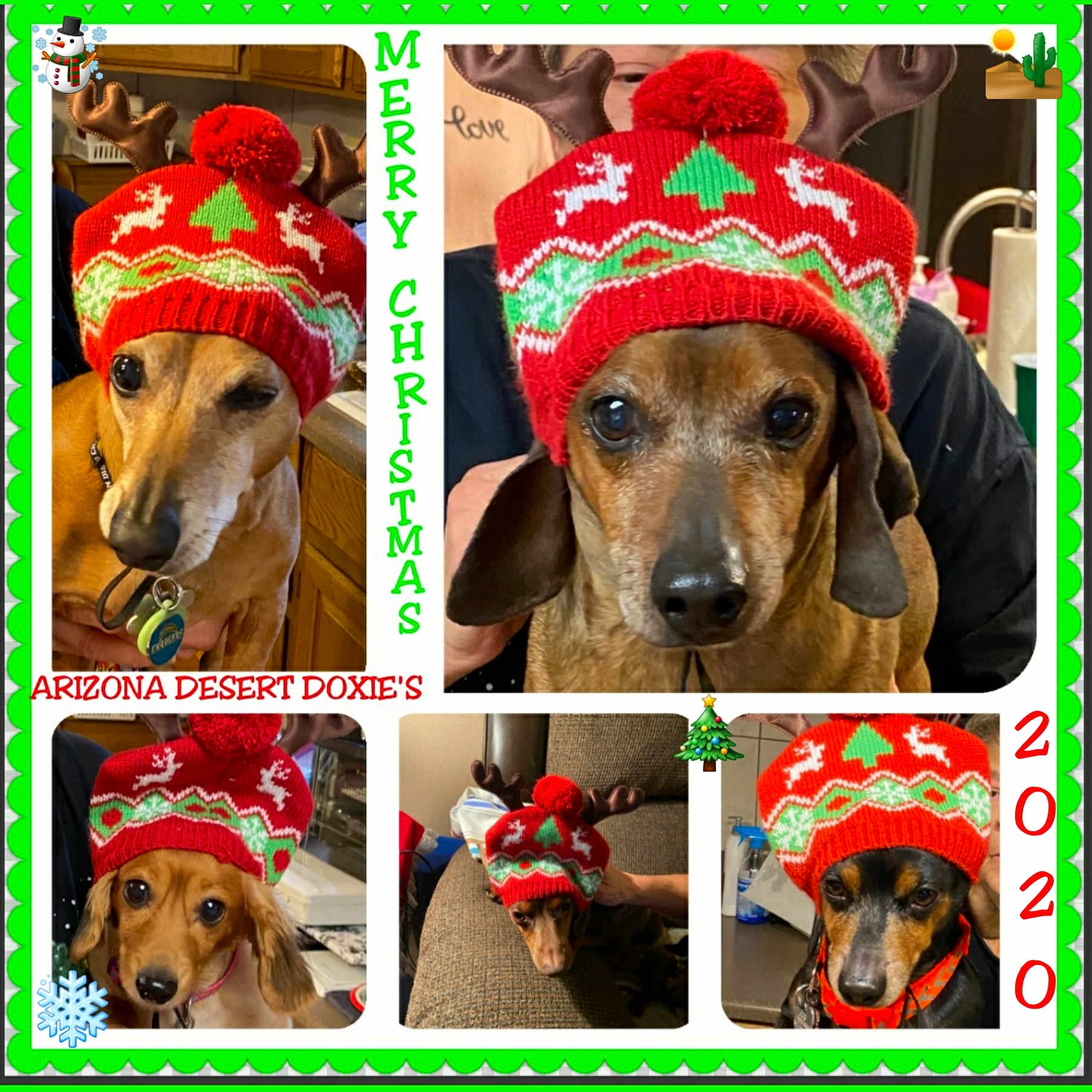 Arizona Desert Doxie'S