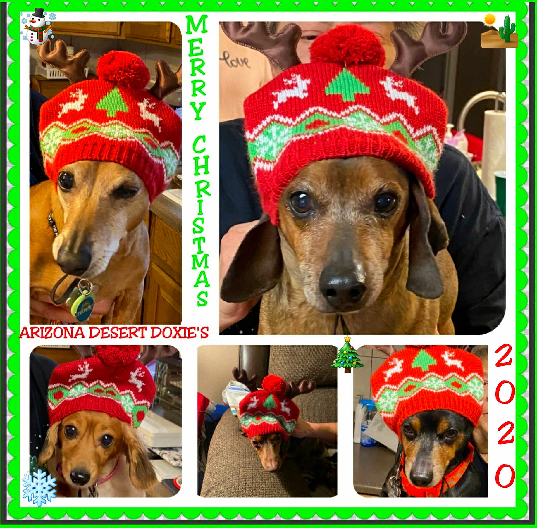 Arizona Desert Doxie'S