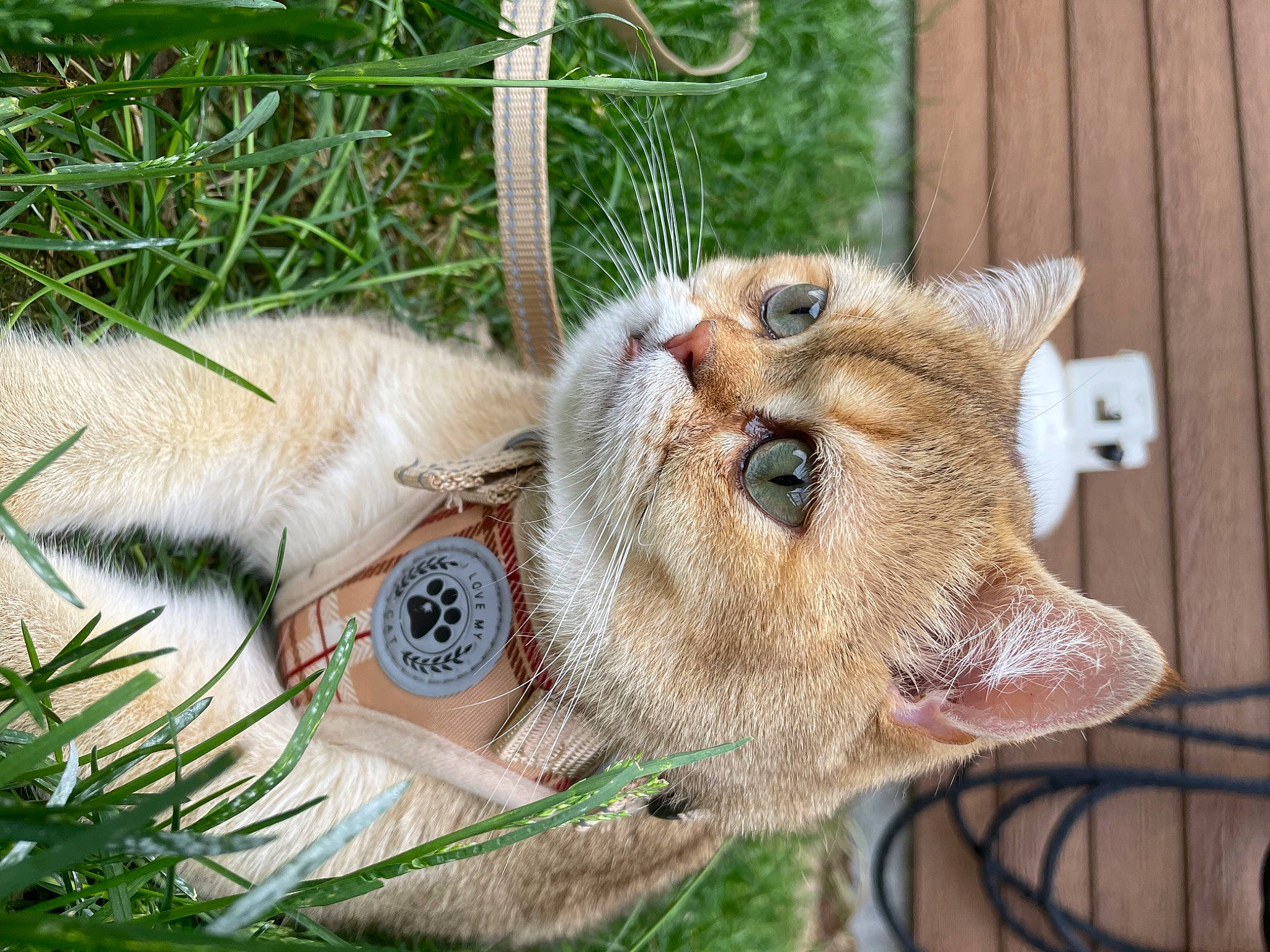 Henri participe au concours pour gagner de l'argent avec cette photo : canidae, carnivore, cat, claw, collar, dog_collar, domestic_short_haired_cat, fawn, felidae, fur, grass, leash, plant, small_to_medium_sized_cats, snout, sporting_group, tail, terrestrial_animal, whiskers, working_animal
