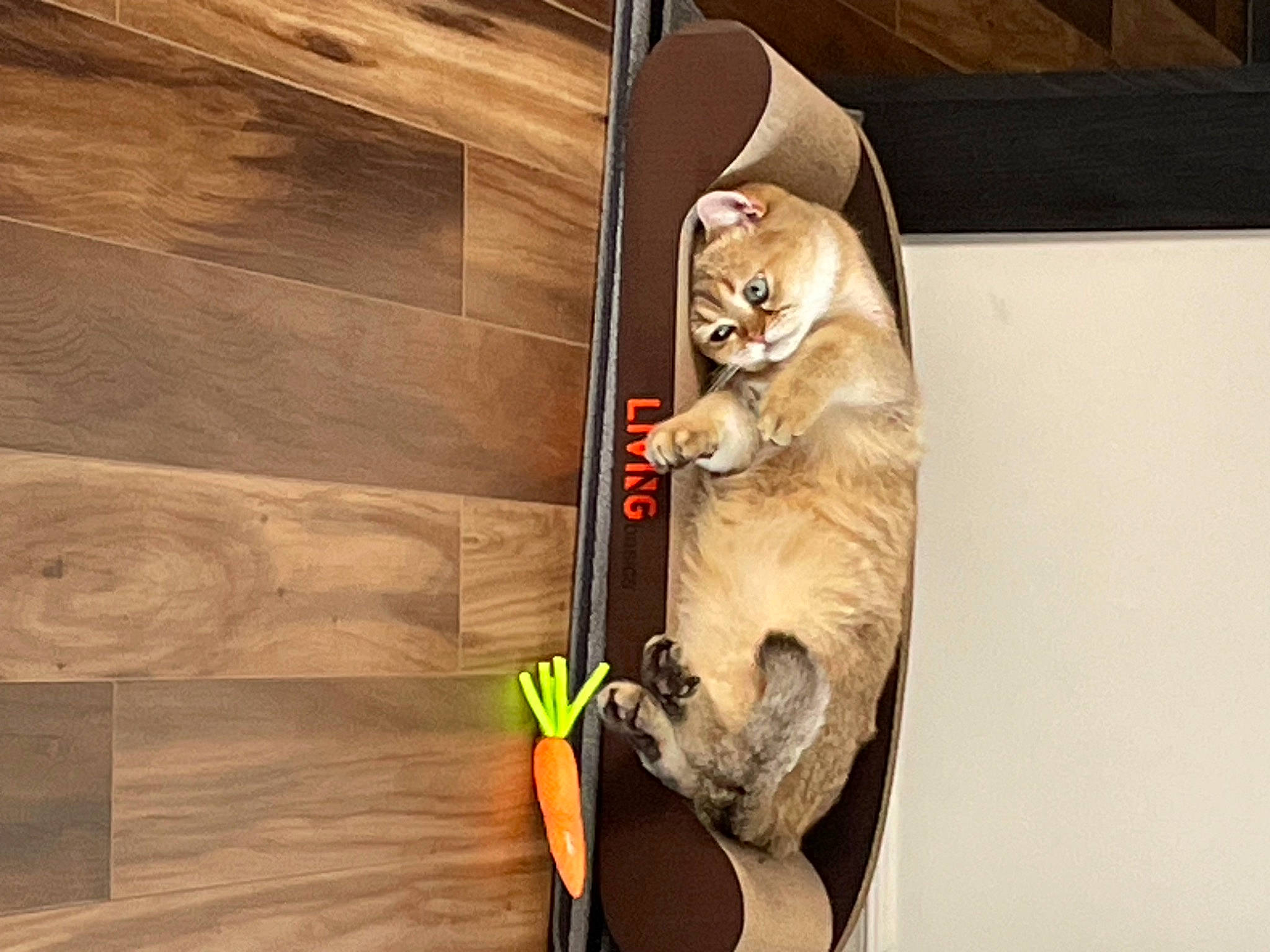 Henri participe au concours pour gagner de l'argent avec cette photo : canidae, carnivore, cat, comfort, companion_dog, dog_breed, fawn, felidae, flooring, fur, hardwood, pet_supply, plywood, small_to_medium_sized_cats, sporting_group, tail, varnish, whiskers, wood, wood_stain