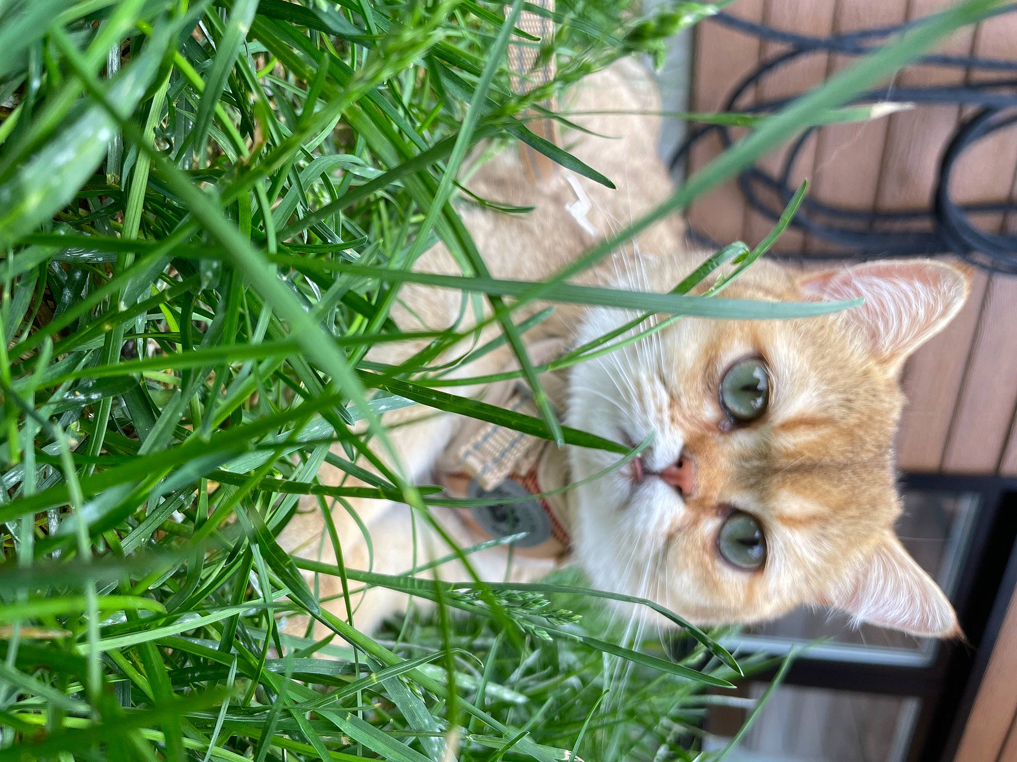 Henri participe au concours pour gagner de l'argent avec cette photo : carnivore, cat, domestic_short_haired_cat, fawn, felidae, fur, grass, herb, plant, small_to_medium_sized_cats, snout, terrestrial_plant, tree, twig, whiskers, wildlife, window, wood