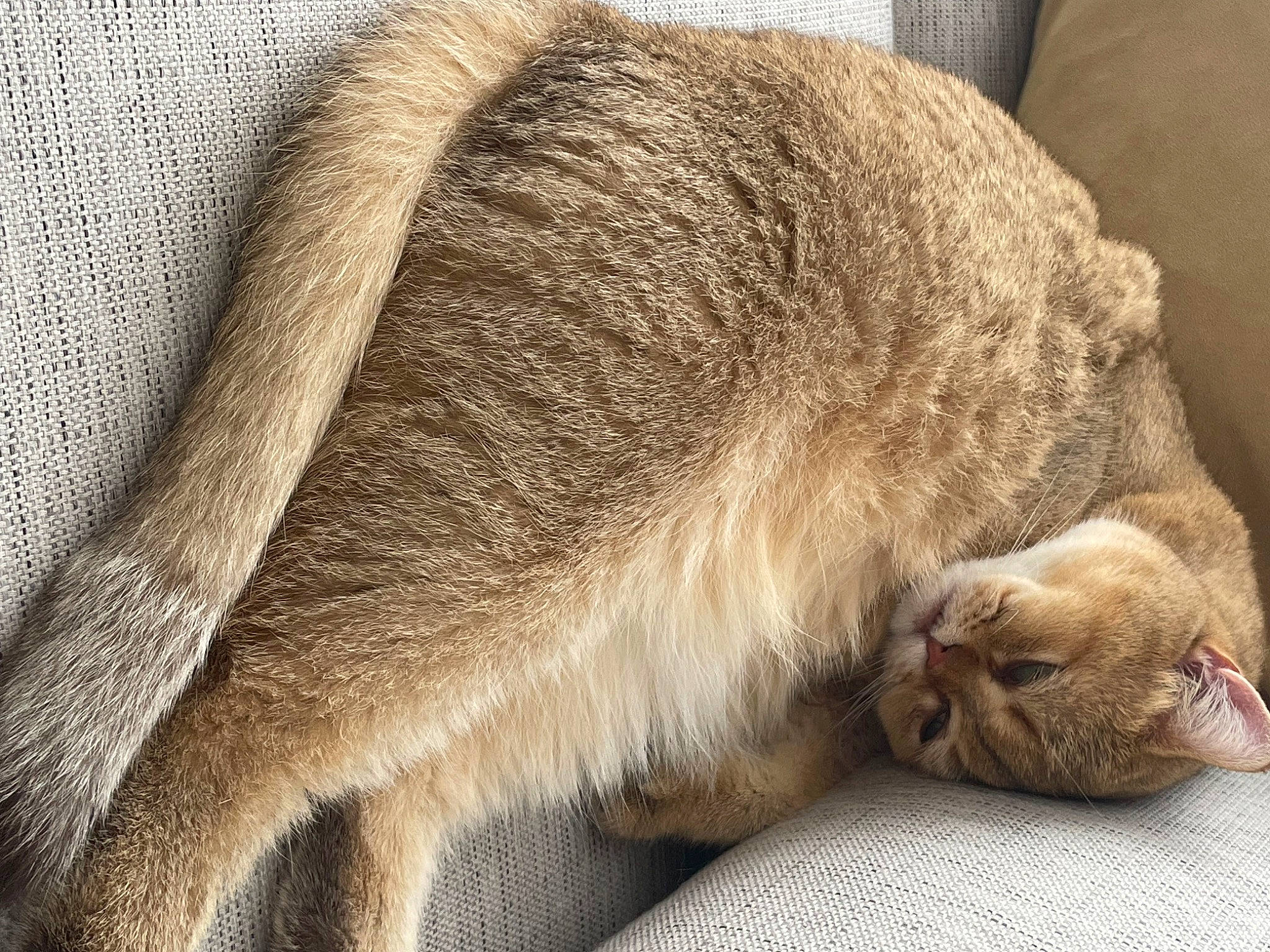 Henri a rejoint le concours — aidez-le/la à gagner de superbes lots ! carnivore, cat, claw, comfort, domestic_short_haired_cat, ear, fawn, felidae, foot, fur, human_leg, nap, paw, sleep, small_to_medium_sized_cats, snout, tail, terrestrial_animal, whiskers, wildlife