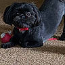 Boomer is registered to the contest to win money with this photo: dog, black_dog, pet, indoor, carpet, toy, red_collar, stretching, small_dog, curious, playful, fur, animal, cute, companion, household, floor, mammal, domestic_animal, looking