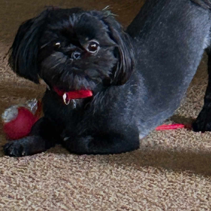 Boomer is registered to the contest to win money with this photo: dog, black_dog, pet, indoor, carpet, toy, red_collar, stretching, small_dog, curious, playful, fur, animal, cute, companion, household, floor, mammal, domestic_animal, looking