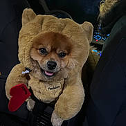 Doughie is registered to the contest to win money with this photo: dog, costume, bear_costume, plush, car_interior, night, happy, pet, animal, cute, fur, seat, vehicle, smiling, heart_tag, toy, cozy, portrait, indoor, closeup