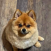 Dodo joined the competition — help win amazing prizes! dog, pommeranian, fluffy, pet, animal, cute, brown, fur, indoor, wooden_floor, sitting, looking_up, small_dog, companion, adorable, face, ears, paws, portrait, domestic