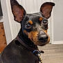 Luna is registered to the contest to win money with this photo: dog, miniature_pinscher, pet, collar, indoor, ears, alert, brown, black, closeup, curious, animal, mammal, domestic, furniture, door, wooden_floor, tag, companion, portrait