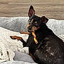 Luna is registered to the contest to win money with this photo: dog, pet, black_dog, brown_dog, small_dog, bed, blanket, chew_treat, indoor, floor, wooden_floor, looking_back, curious, ears_up, cozy, relaxed, animal, companion, cute, resting