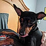 dog, pet, indoor, bedroom, person, hand, wooden_headboard, black_dog, tan_markings, large_ears, tongue_out, close_up, resting, furniture, casual, cute, companion, animal, portrait, cozy