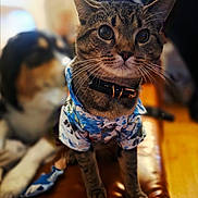 Chalupa is registered to the contest to win money with this photo: animal, black_fur, blurred_background, brown_fur, cat, closeup, collar, companion_animal, cute, dog, domestic_animal, hawaiian_shirt, indoor, leather_surface, pet, portrait, sitting, tabby_cat, whiskers, white_fur