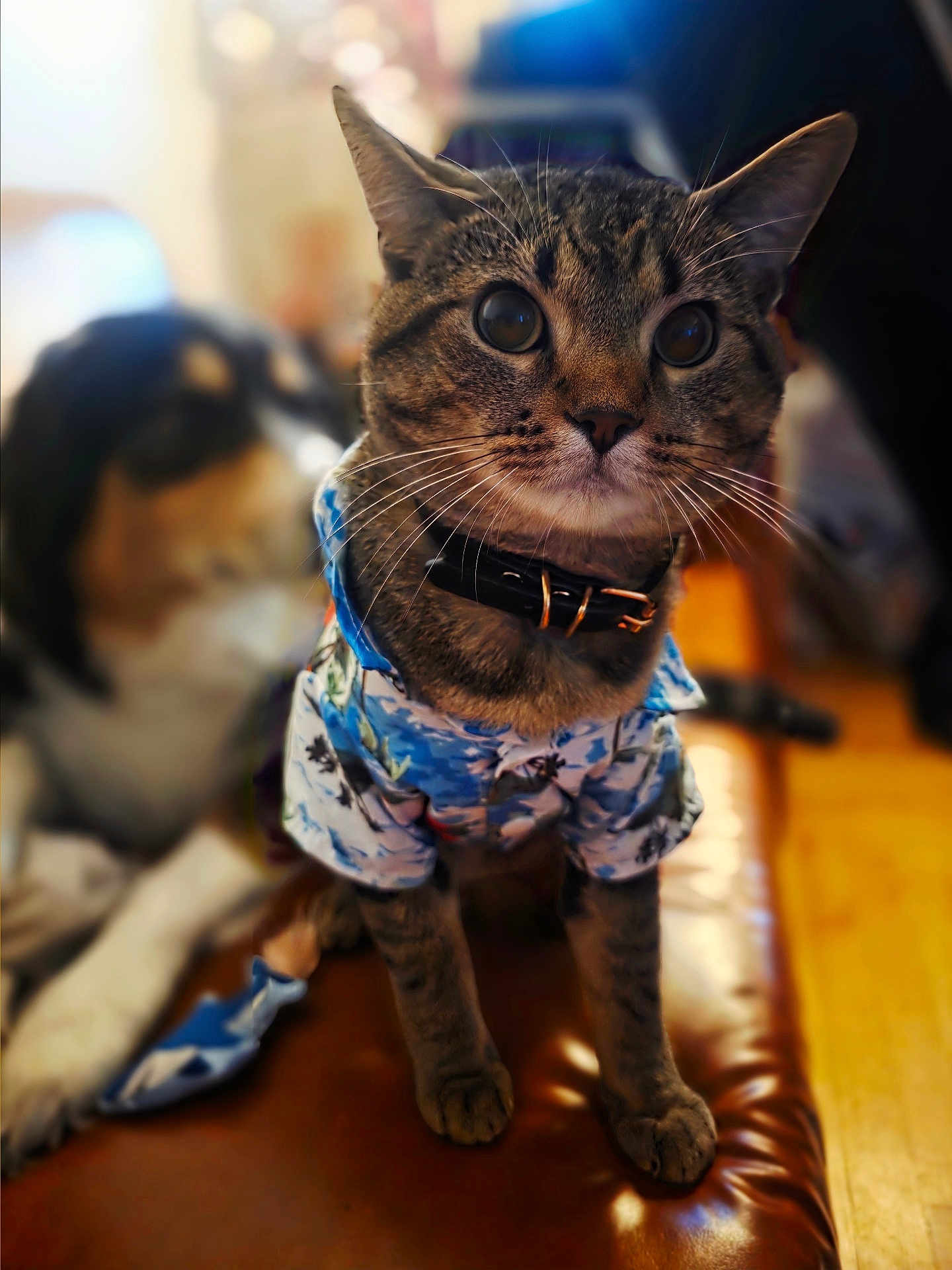 Chalupa