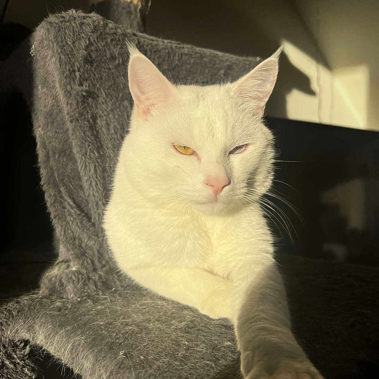 Snow participe au concours pour gagner de l'argent avec cette photo : abyssinian, angora, animal, armchair, blanket, cat, chair, cushion, furniture, homedecor, indoors, kitten, manx, person, pet, quilt, siamese, sleeping, towel, white