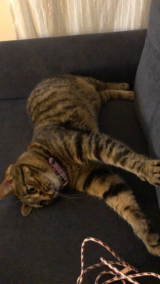 Jane a rejoint le concours — aidez-le/la à gagner de superbes lots ! california_spangled, carnivore, cat, domestic_short_haired_cat, dragon_li, european_shorthair, felidae, fur, kitten, mammal, nap, ocicat, paw, pixie_bob, sleep, small_to_medium_sized_cats, tabby_cat, tail, toyger, whiskers