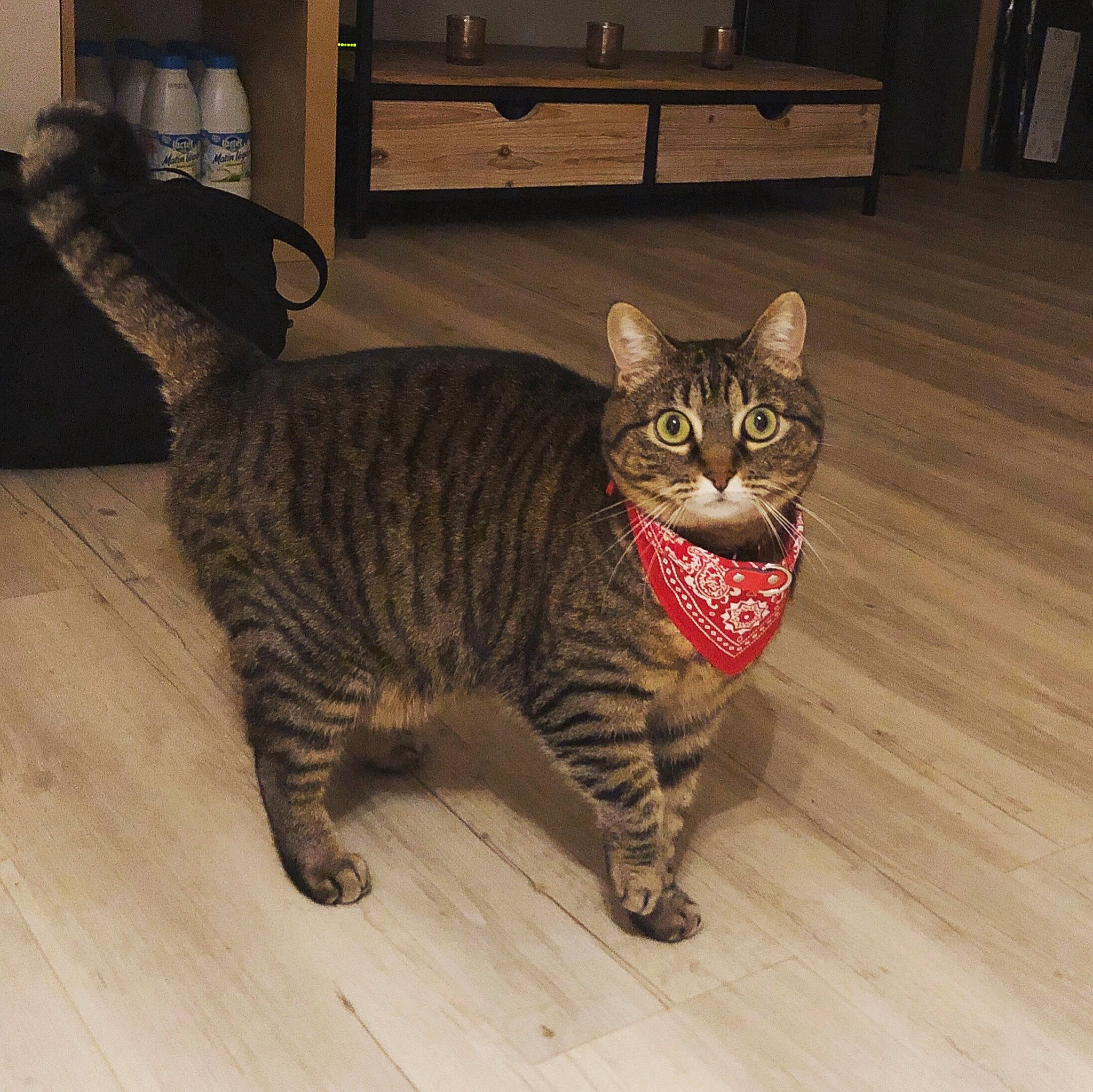 Jane participe au concours pour gagner de l'argent avec cette photo : arabian_mau, asian, california_spangled, carnivore, cat, domestic_short_haired_cat, dragon_li, egyptian_mau, european_shorthair, felidae, mammal, ocicat, pixie_bob, savannah, small_to_medium_sized_cats, snout, tabby_cat, toyger, vertebrate, whiskers