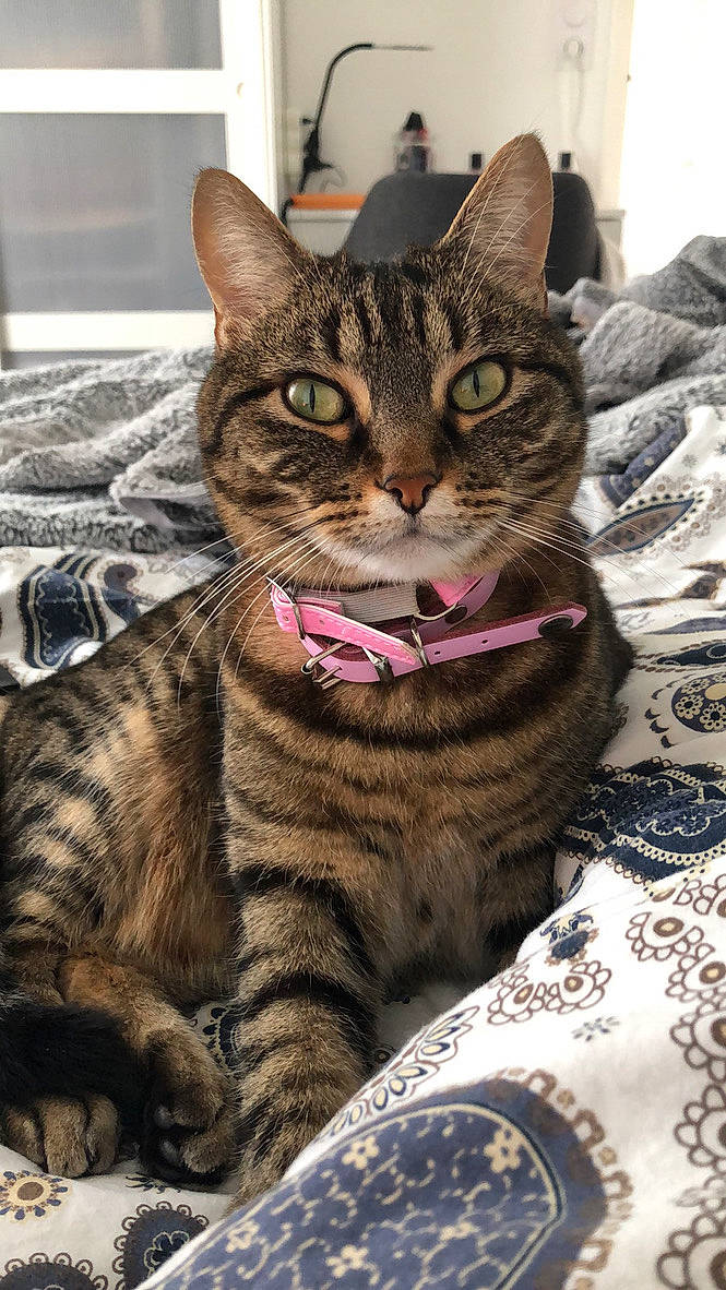 Jane participe au concours pour gagner de l'argent avec cette photo : american_shorthair, arabian_mau, asian, california_spangled, carnivore, cat, domestic_short_haired_cat, dragon_li, egyptian_mau, european_shorthair, felidae, kitten, mammal, ocicat, small_to_medium_sized_cats, snout, tabby_cat, toyger, vertebrate, whiskers