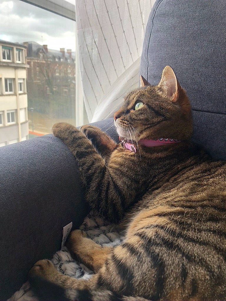 Jane a rejoint le concours — aidez-le/la à gagner de superbes lots ! asian, california_spangled, carnivore, cat, domestic_short_haired_cat, dragon_li, egyptian_mau, european_shorthair, eye, felidae, fur, kitten, nose, ocicat, pixie_bob, small_to_medium_sized_cats, snout, tabby_cat, whiskers, window