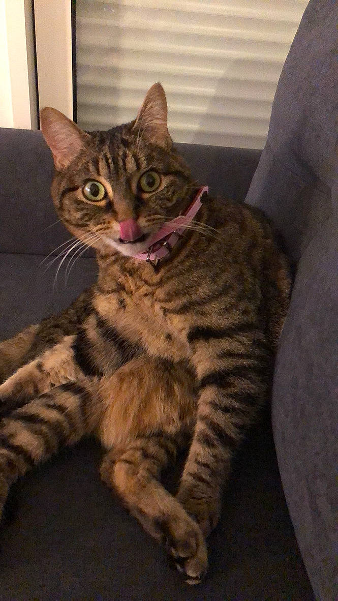 Jane participe au concours pour gagner de l'argent avec cette photo : american_shorthair, arabian_mau, asian, australian_mist, california_spangled, carnivore, cat, domestic_short_haired_cat, dragon_li, european_shorthair, felidae, mammal, ocicat, pixie_bob, small_to_medium_sized_cats, sokoke, tabby_cat, toyger, vertebrate, whiskers