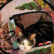 Fidji a rejoint le concours — aidez-le/la à gagner de superbes lots ! cat, tabby_cat, white_cat, animal, pet, feline, green_eyes, whiskers, pink_nose, fur, curious, looking_at_camera, crouching, cozy, blanket, crochet, colorful, textured, indoors, portrait