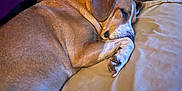 Mindy is registered to the contest to win money with this photo: dog, sleeping, couch, pillow, indoor, pet, brown, white, cozy, resting, fur, animal, domestic, comfort, relaxation, paw, ear, snout, quiet, home