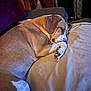 dog, sleeping, couch, pillow, indoor, pet, brown, white, cozy, resting, fur, animal, domestic, comfort, relaxation, paw, ear, snout, quiet, home