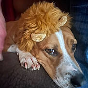 Mindy joined the competition — help win amazing prizes! dog, animal, pet, lion_mane_hat, costume, closeup, brown, white, paw, resting, cute, fur, face, portrait, indoors, expression, soft_texture, domestic_animal, looking, relaxed