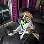 Mindy joined the competition — help win amazing prizes! dog, pet, indoor, couch, furniture, window, curtains, leash, harness, sweater, brown_dog, white_spots, seated, relaxed, domestic, companion, cozy, home, portrait, canine