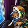 animal, brown, clothing, colorful, couch, cozy, curious, dog, fur, hood, indoor, jacket, looking_out, patterned, pet, portrait, resting, sitting, white, window