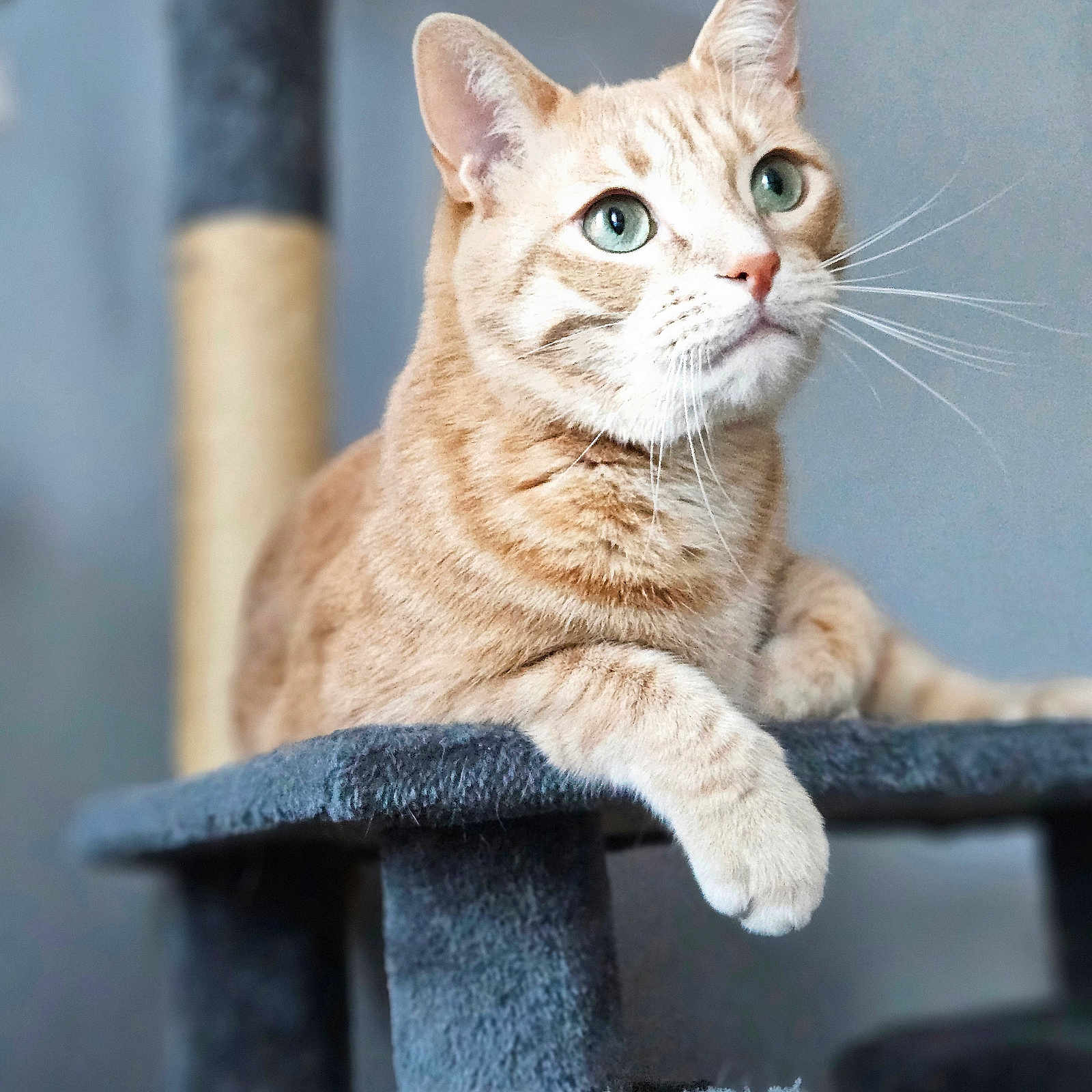 Ekko participe au concours pour gagner de l'argent avec cette photo : abyssinian, angora, animal, cat, egyptiancat, kitten, manx, pet