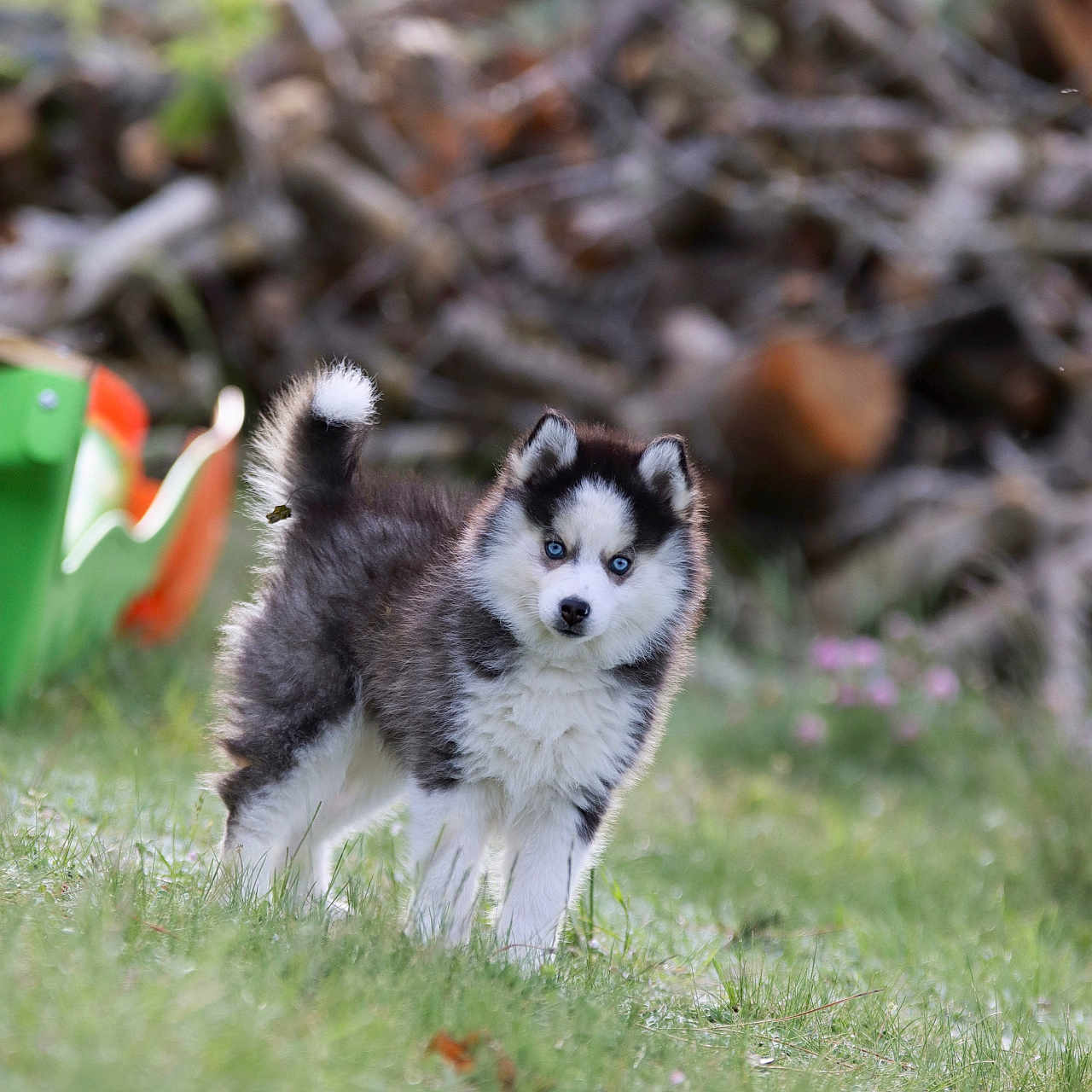 Alaska a rejoint le concours — aidez-le/la à gagner de superbes lots ! alloywheel, animal, canine, car, carwheel, cockerspaniel, collie, dog, eskimodog, field, grass, grassland, husky, machine, nature, outdoors, papillon, pet, plant, puppy
