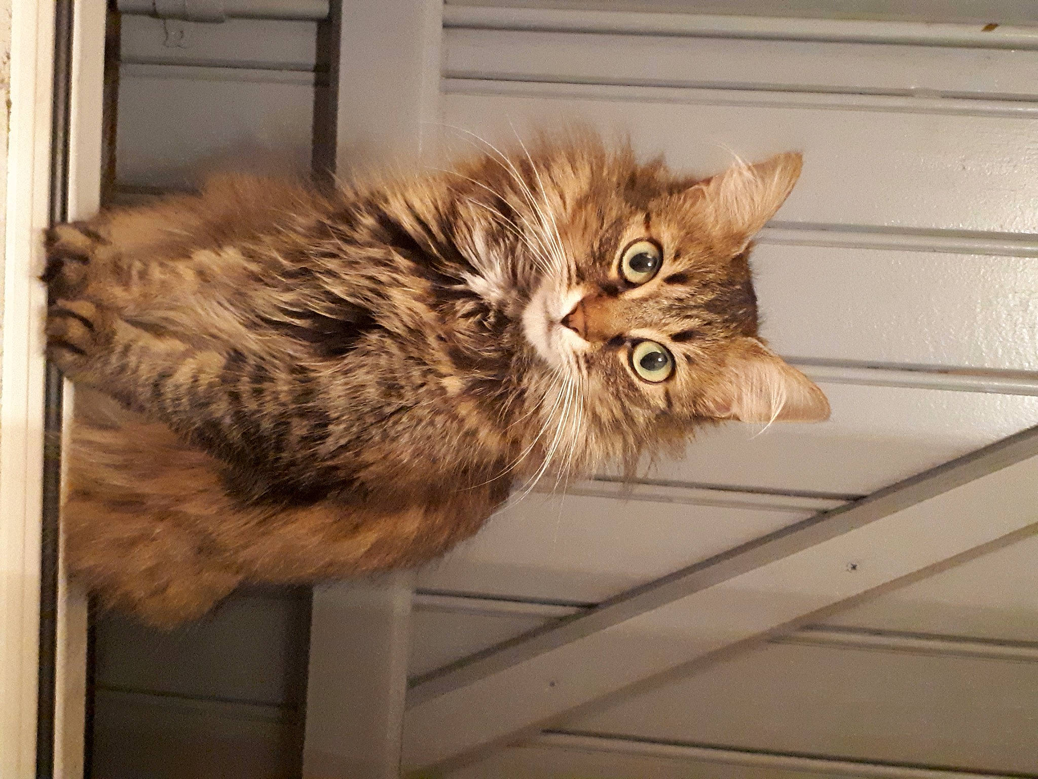 Maya a rejoint le concours — aidez-le/la à gagner de superbes lots ! carnivore, cat, claw, domestic_short_haired_cat, door, fawn, felidae, fur, hardwood, maine_coon, small_to_medium_sized_cats, snout, tail, terrestrial_animal, whiskers, window, wood