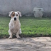 Snoopy a rejoint le concours — aidez-le/la à gagner de superbes lots ! dog, white_dog, brown_patch, sitting, paved_surface, grass, wall, pot, outdoor, pet, animal, quiet, calm, waiting, daylight, alone, yard, garden, canine, nature