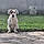 Snoopy