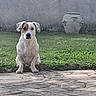 dog, white_dog, brown_patch, sitting, paved_surface, grass, wall, pot, outdoor, pet, animal, quiet, calm, waiting, daylight, alone, yard, garden, canine, nature