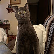 Mr. Marbles is registered to the contest to win money with this photo: animal, cat, couch, cozy, curious, domestic_cat, ears, expression, furniture, furry, gray_cat, home, indoor, living_room, paws, pet, relaxed, sitting, whiskers, wide_eyes