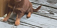 Benjamin is registered to the contest to win money with this photo: puppy, dog, brown, small_dog, wooden_deck, wooden_fence, outdoor, pet, animal, cute, ears, sitting, young_dog, fur, canine, playful, nature, daylight, adorable, companion