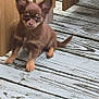 Benjamin is registered to the contest to win money with this photo: puppy, dog, brown, small_dog, wooden_deck, wooden_fence, outdoor, pet, animal, cute, ears, sitting, young_dog, fur, canine, playful, nature, daylight, adorable, companion