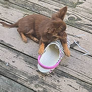 Benjamin joined the competition — help win amazing prizes! puppy, dog, shoe, wooden_deck, playful, brown_fur, pet, outdoor, curious, small_dog, animal, footwear, texture, weathered_wood, paw, cute, domestic_animal, leisure, young_dog, canine