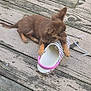 puppy, dog, shoe, wooden_deck, playful, brown_fur, pet, outdoor, curious, small_dog, animal, footwear, texture, weathered_wood, paw, cute, domestic_animal, leisure, young_dog, canine
